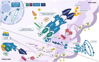 The pyrin inflammasome, a leading actor in pediatric autoinflammatory diseases